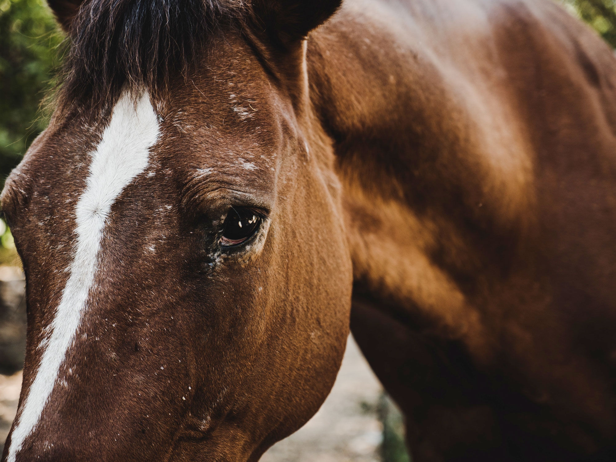 Deutscher Tierschutzbund Beschwerde Ber Pferdeblutfarmen Verzeichnet